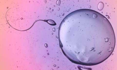 胚胎发育不良_精子发育停滞_试管婴儿孩子有缺陷吗？