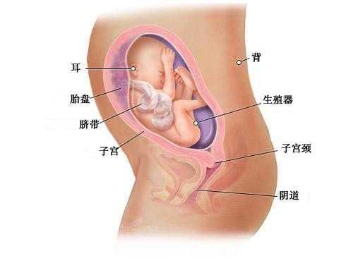 我国代孕合法吗_上海试管婴儿哪家最好？怎样保证成功率？